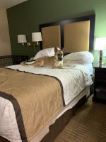 German Shepherd Puppies for sale in Southfield, MI 48034, USA. price: $2,000