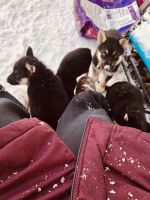 German Shepherd Puppies for sale in Stanchfield, MN 55080, USA. price: $800