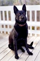 Bi-Color German Shepherd Pups