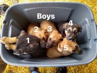 German Shepherd Puppies for sale in Minidoka, ID 83350, USA. price: $300