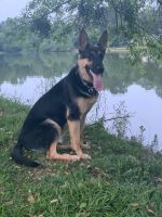German Shepherd Puppies for sale in Peachtree City, GA, USA. price: $3,000