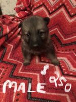 German Shepherd Puppies for sale in Mt Gilead, OH 43338, USA. price: NA
