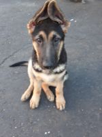 German Shepherd Puppies for sale in Bridgeport, CT, USA. price: $900