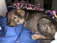 German Shepherd Puppies for sale in Phoenix, AZ, USA. price: $600