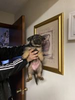 German Shepherd Puppies for sale in Dayton, OH, USA. price: $450