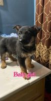 German Shepherd Puppies for sale in 1284 N Rademacher St, Detroit, MI 48209, USA. price: $700