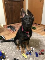 German Shepherd Puppies for sale in Breezy Point, MN, USA. price: $1,500
