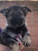 German Shepherd Puppies for sale in 12260 E Barbary Coast Rd, Tucson, AZ 85749, USA. price: NA