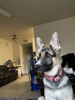 German Shepherd Puppies for sale in Mesa, AZ, USA. price: $600