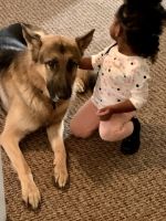 German Shepherd Puppies for sale in Suffolk, VA, USA. price: $400