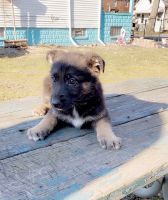 German Shepherd Puppies for sale in Detroit, MI, USA. price: $550