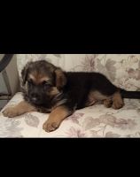 German Shepherd Puppies for sale in Gainesville, GA, USA. price: $379