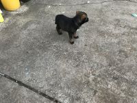 German Shepherd Puppies for sale in Grand Rapids, MI, USA. price: $400