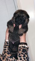 German Shepherd Puppies for sale in Hazlehurst, GA 31539, USA. price: $800