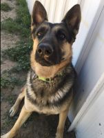 German Shepherd Puppies for sale in Phoenix, AZ, USA. price: $500