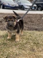 German Shepherd Puppies for sale in Danbury, CT, USA. price: $500