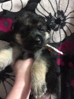 German Shepherd Puppies for sale in Columbus, OH, USA. price: $350