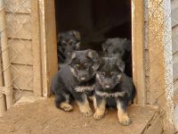 German Shepherd Puppies for sale in Chesnee, SC 29323, USA. price: $550