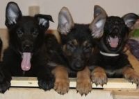 German Shepherd Puppies for sale in Breezy Point, MN, USA. price: $2,000