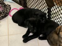 German Shepherd Puppies for sale in Powder Springs, GA, USA. price: $1,000