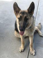 German Shepherd Puppies for sale in Idaho Falls, ID, USA. price: $1,000