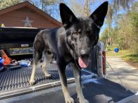 German Shepherd Puppies for sale in Beaufort, SC 29906, USA. price: $400