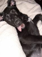 German Shepherd Puppies for sale in Columbus, OH, USA. price: $350