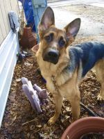 German Shepherd Puppies for sale in Faribault, MN 55021, USA. price: $1,000