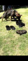 German Shepherd Puppies for sale in Gainesville, GA, USA. price: $900