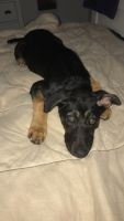 German Shepherd Puppies for sale in Cartersville, GA, USA. price: $100