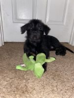 German Shepherd Puppies for sale in Richmond Hill, GA 31324, USA. price: $300