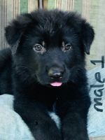 German Shepherd Puppies for sale in Red Bay, AL 35582, USA. price: $600