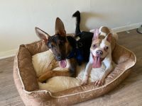 German Shepherd Puppies for sale in Hampton, VA, USA. price: $900