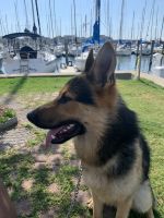 German Shepherd Puppies for sale in Norfolk, VA, USA. price: $3,200