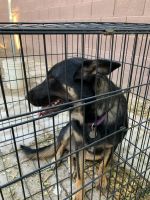German Shepherd Puppies for sale in Glendale, AZ, USA. price: $500
