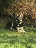 German Shepherd Puppies for sale in Meridian, ID, USA. price: $300