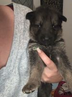 German Shepard puppies