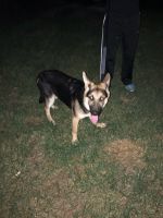 German Shepherd Puppies for sale in Virginia Beach, VA, USA. price: $1