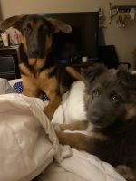 German Shepherd Puppies for sale in Savannah, GA, USA. price: $400