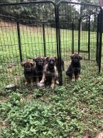 German Shepherd Puppies for sale in Atlanta, GA, USA. price: $750