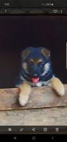 German Shepherd Puppies for sale in Chesnee, SC 29323, USA. price: $650