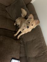 German Shepherd Puppies for sale in Phoenix, AZ 85018, USA. price: $300