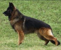 European German Shepherd Puppy AKC