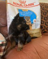 European German Shepherd Puppy AKC