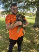 German Shepherd Puppies for sale in West Union, OH 45693, USA. price: NA