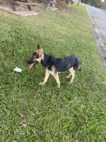 German Shepherd Puppies for sale in Mableton, GA, USA. price: NA