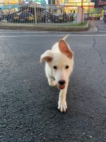 German Shepherd Puppies for sale in Atlanta, GA, USA. price: $3,850