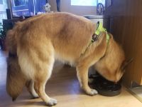 German Shepherd Puppies for sale in E St Charles Ave, Phoenix, AZ 85042, USA. price: $600