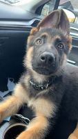 German Shepherd Puppies for sale in 6876 Redman St, Westland, MI 48185, USA. price: $800