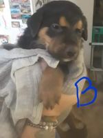 German Shepherd Puppies for sale in Phoenix, AZ, USA. price: $500